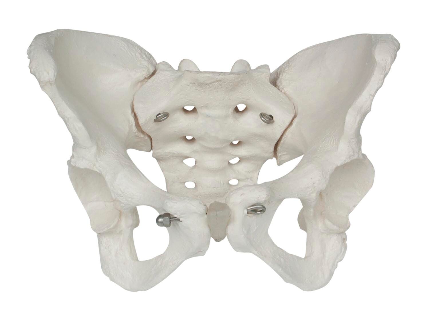 MODEL FEMALE PELVIS SKELETON