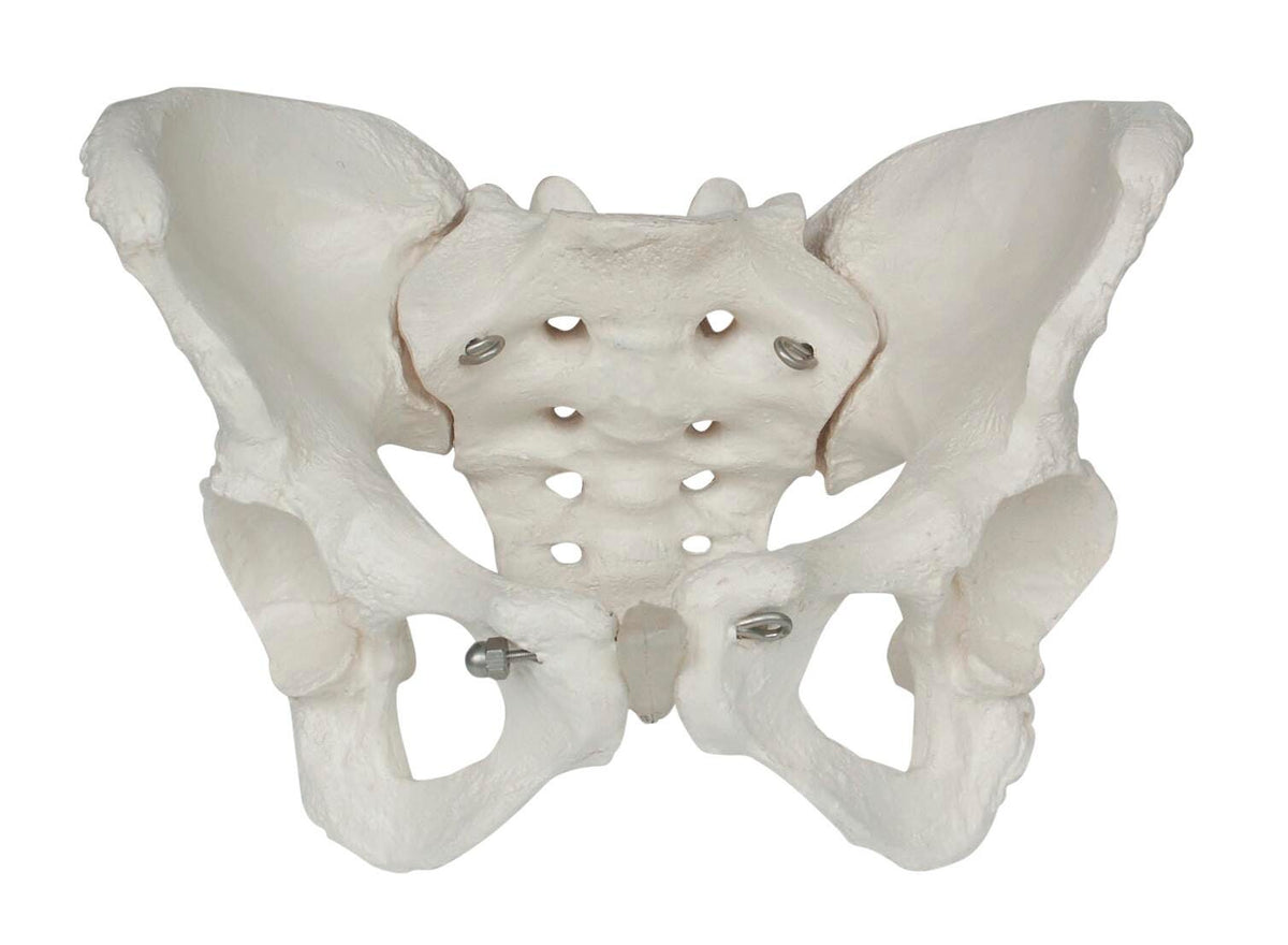 MODEL FEMALE PELVIS SKELETON