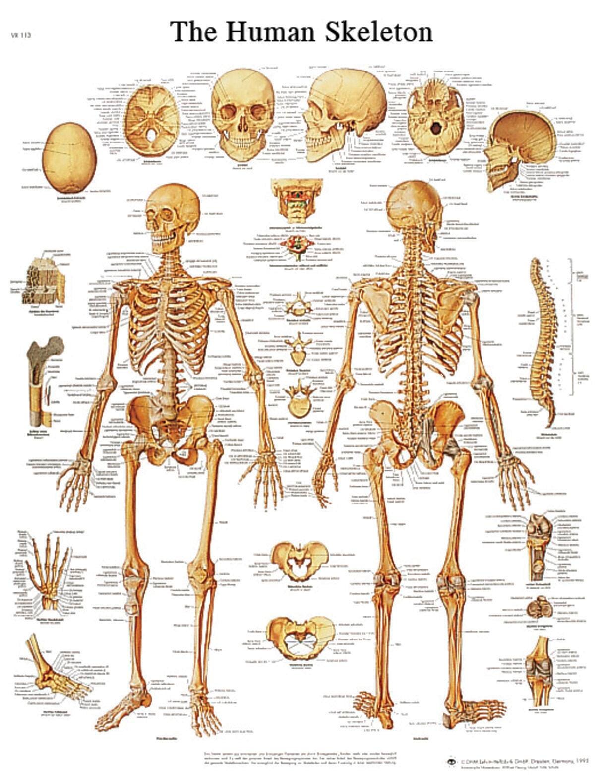 SKELETAL SYSTEM CHART