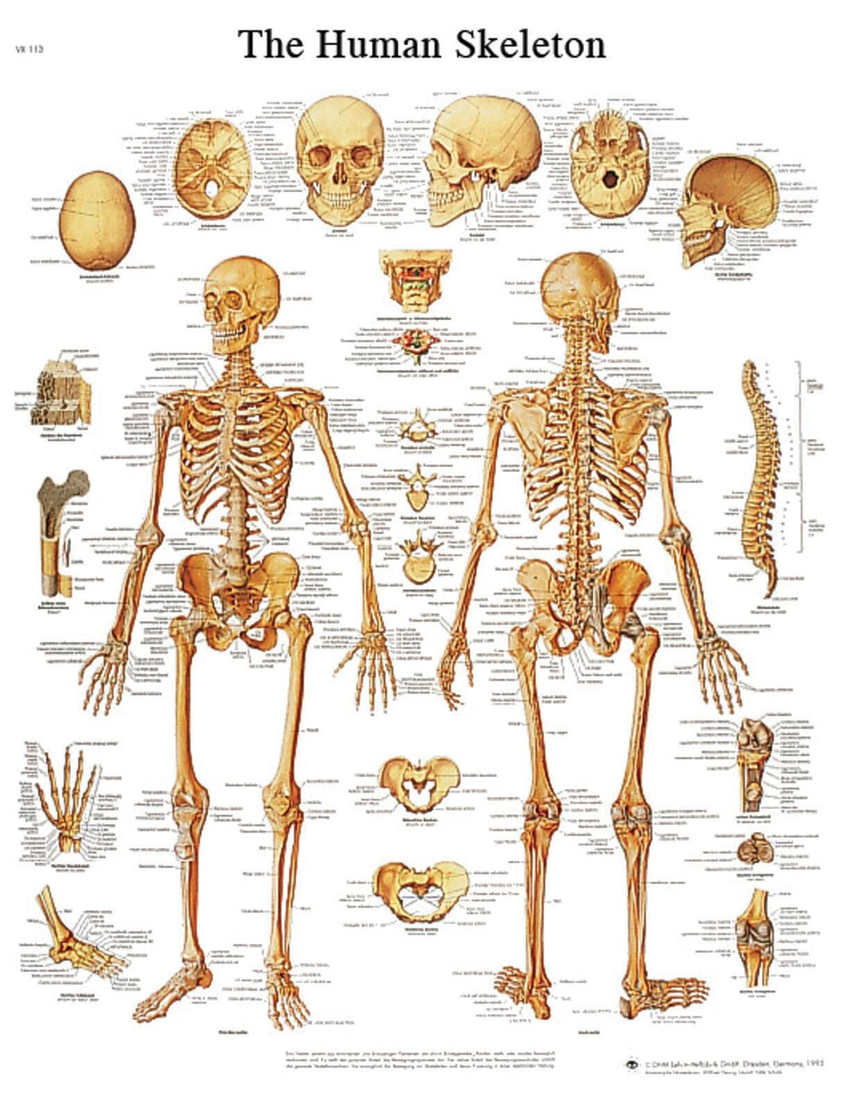 SKELETAL SYSTEM CHART