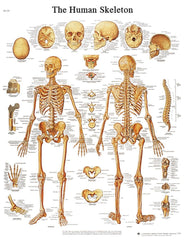 SKELETAL SYSTEM CHART