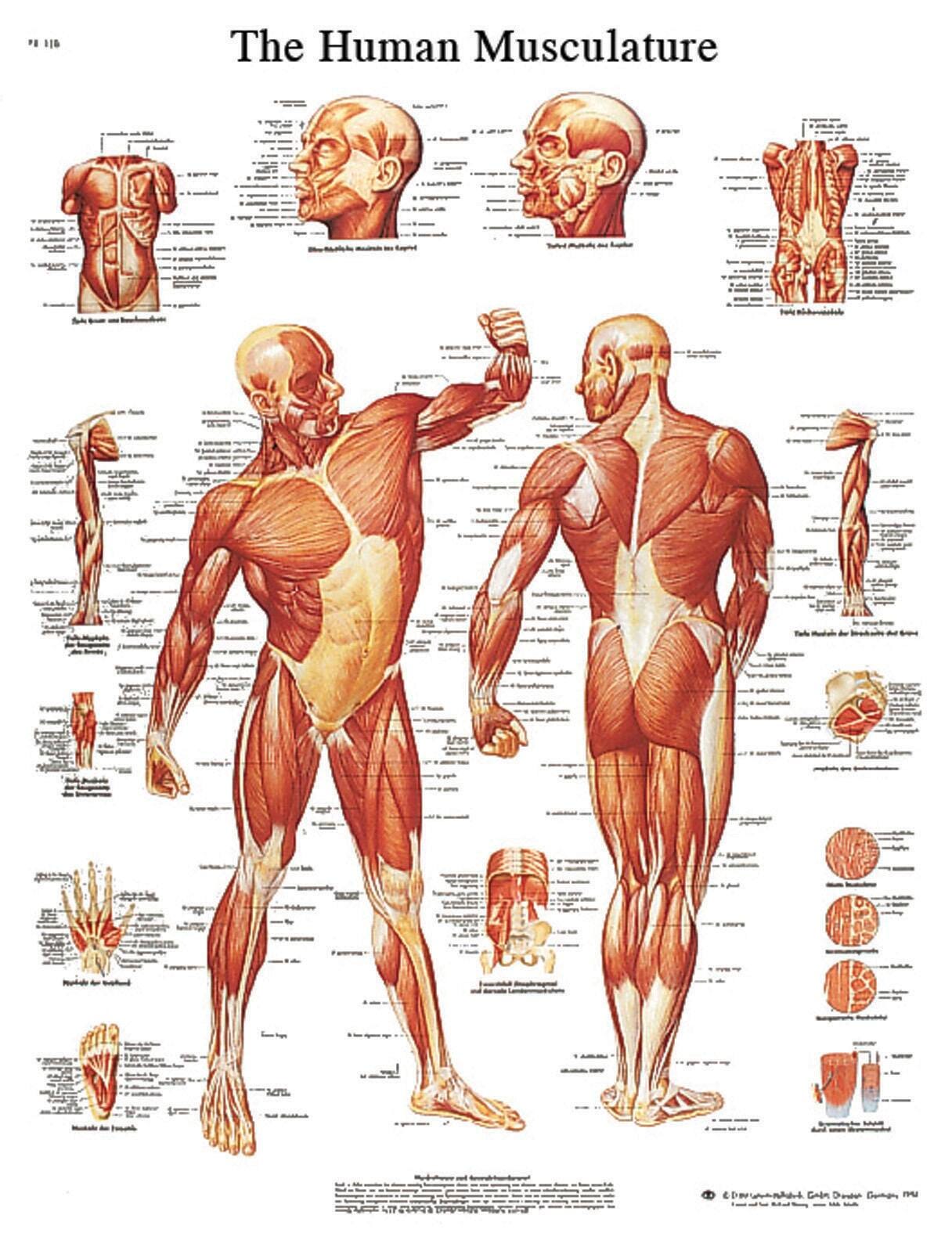 MUSCULAR SYSTEM CHART