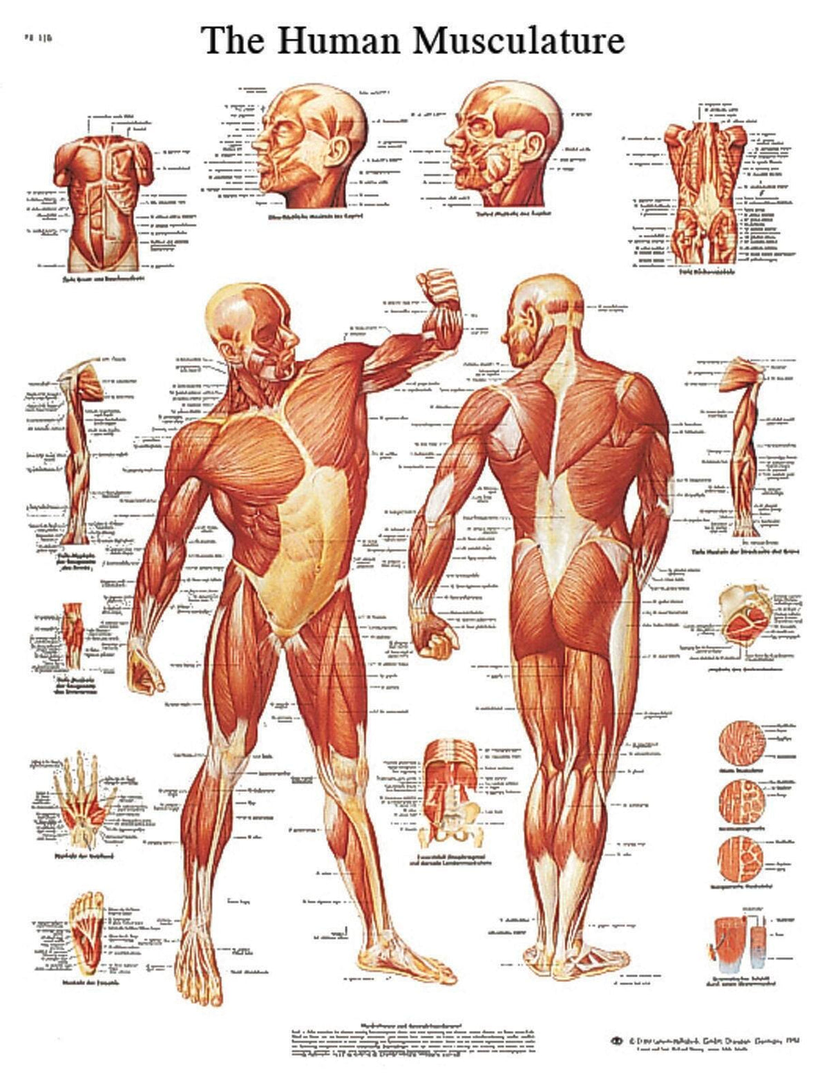 MUSCULAR SYSTEM CHART