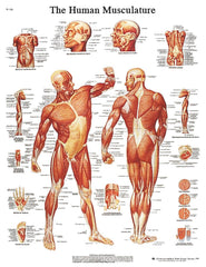 MUSCULAR SYSTEM CHART