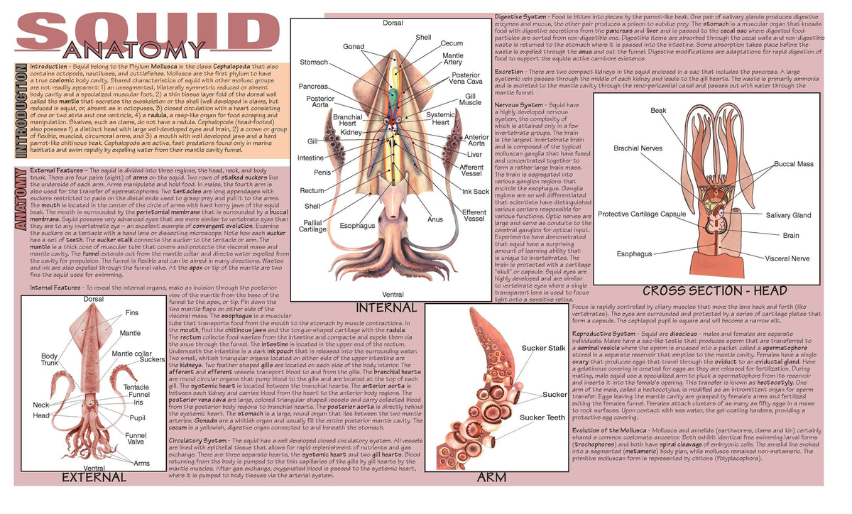 MAT SQUID DISSECTION