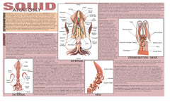 MAT SQUID DISSECTION
