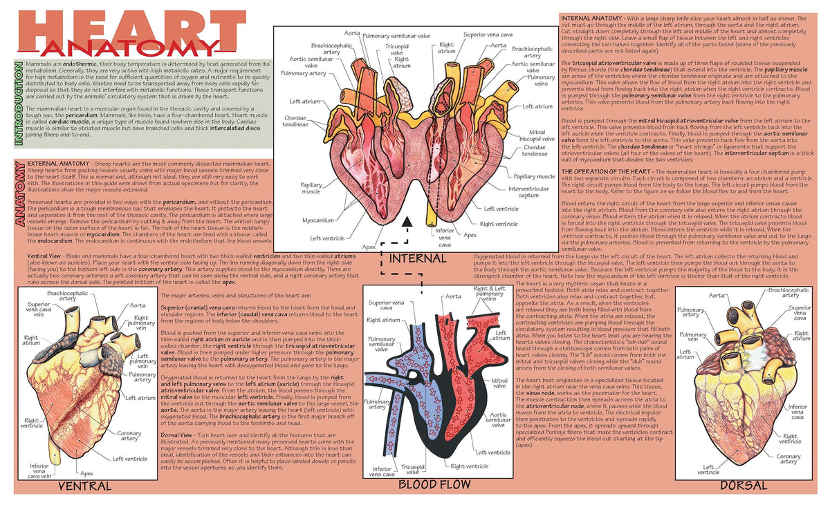 MAT MAMMALIAN HEART DISSECTION