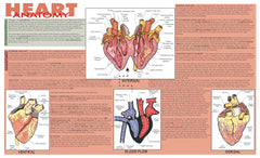MAT MAMMALIAN HEART DISSECTION