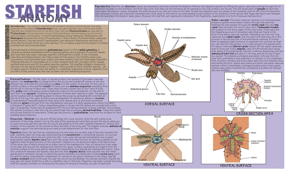 MAT STARFISH DISSECTION