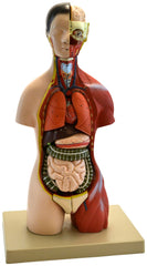 MODEL TORSO WITH HEAD 16-PART