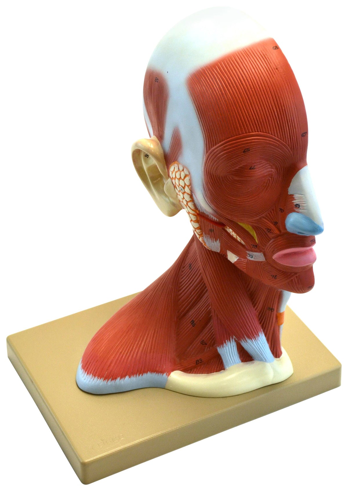 MODEL HUMAN HEAD MEDIAN SECTION 12IN