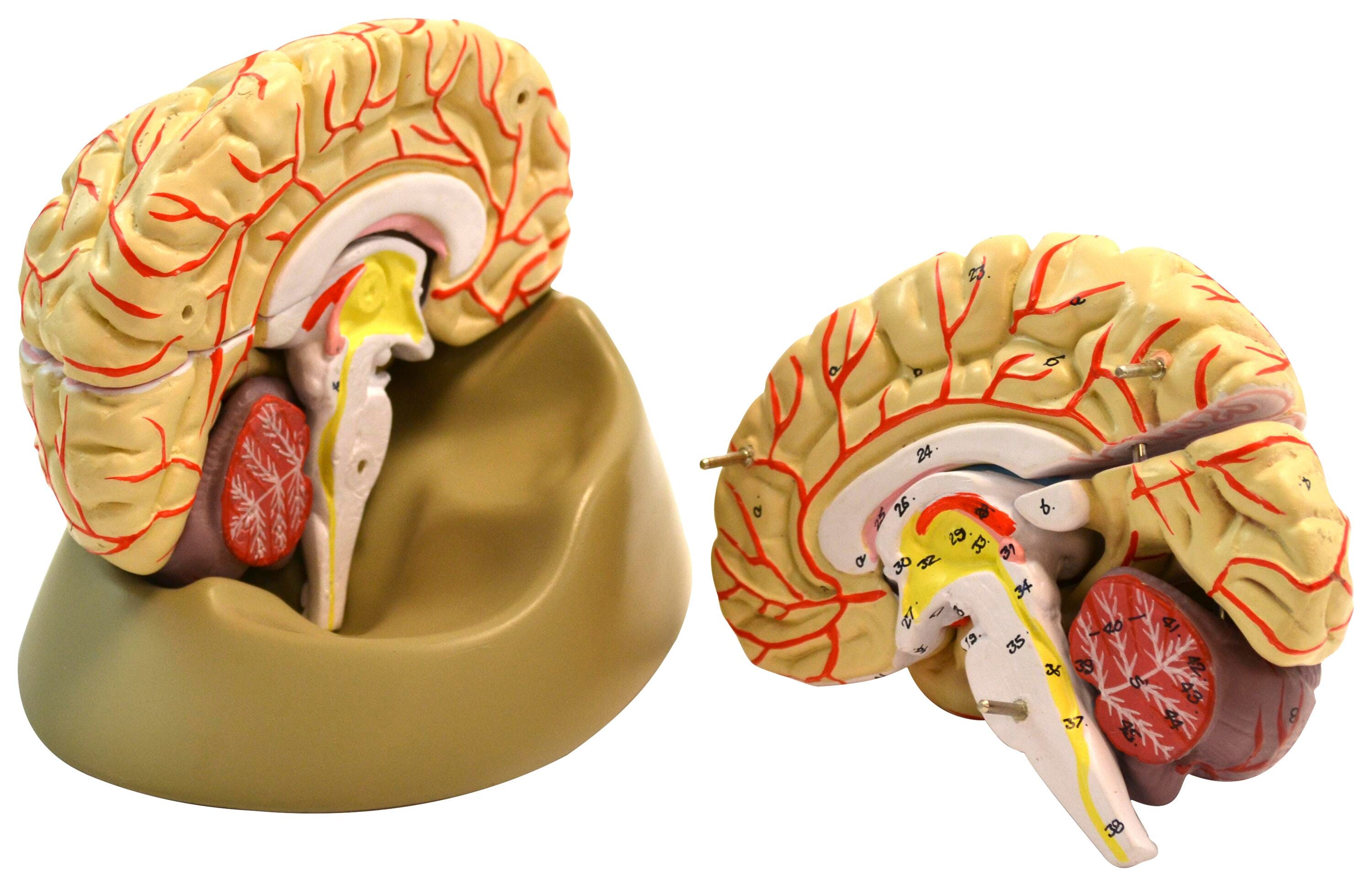 MODEL HUMAN LIFE SIZE BRAIN