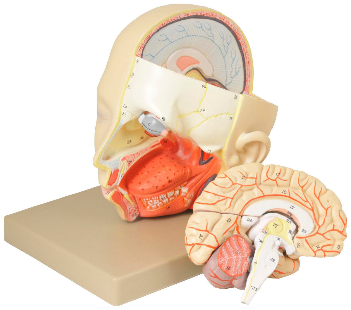 MODEL HUMAN HEAD WITH BRAIN