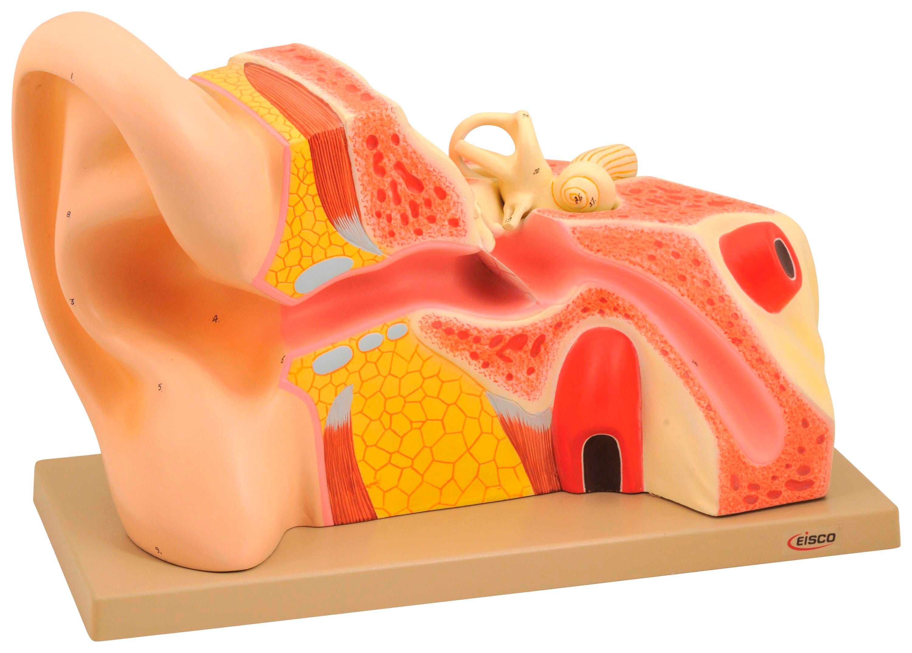 MODEL HUMAN EAR GIANT