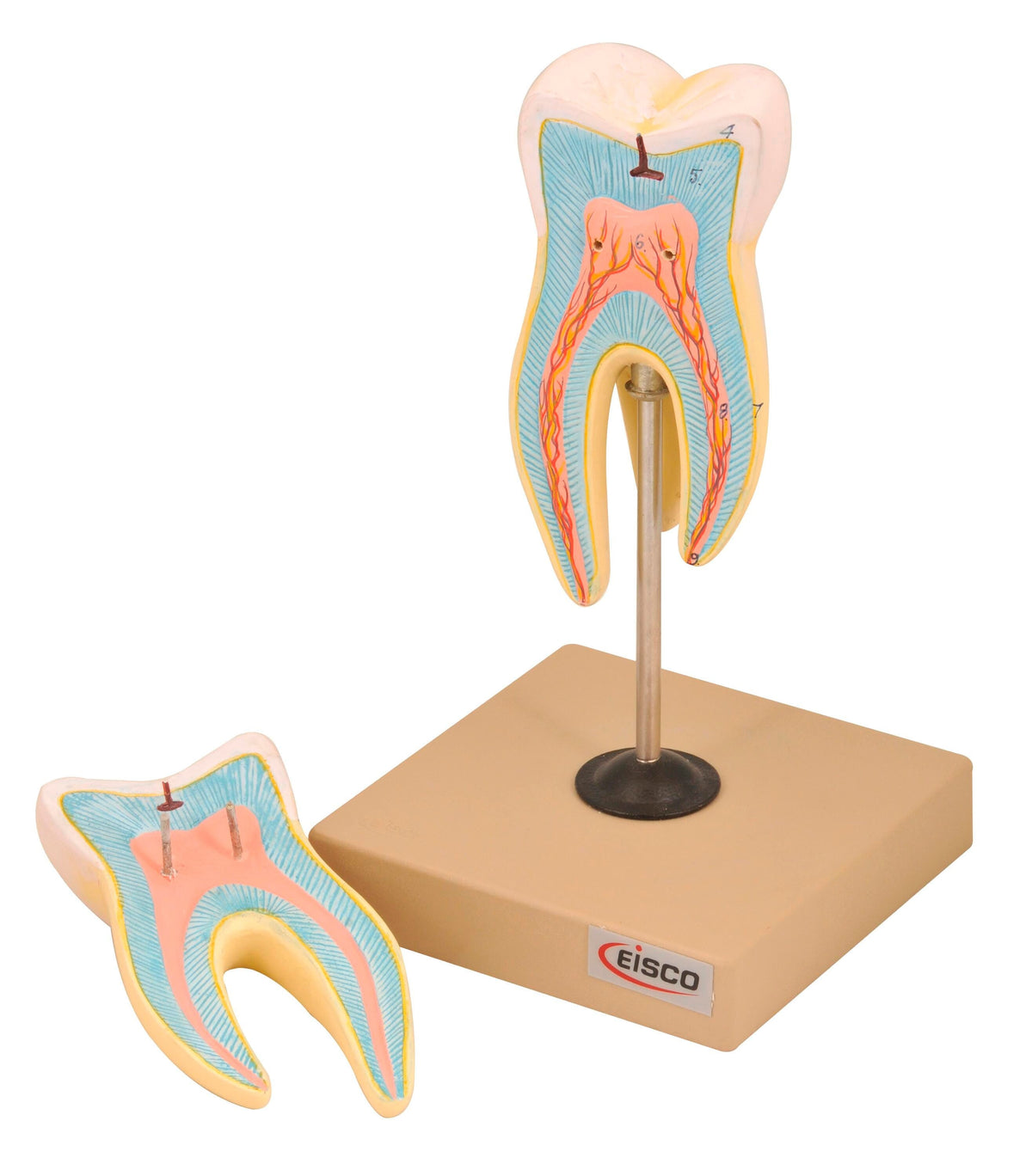 MODEL UPPER TRIPLE MOLAR