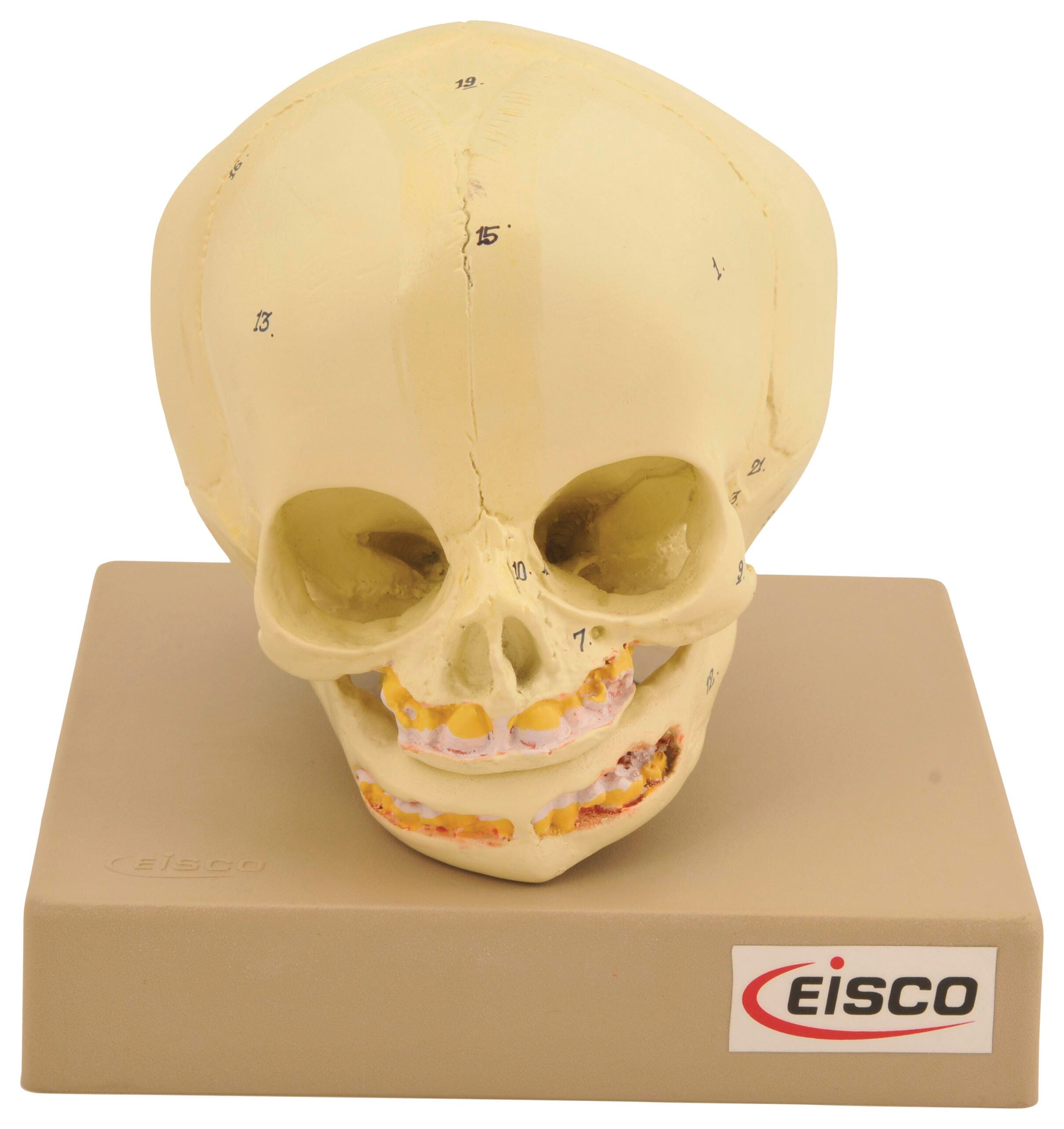 MODEL ARTIFICIAL INFANT SKULL