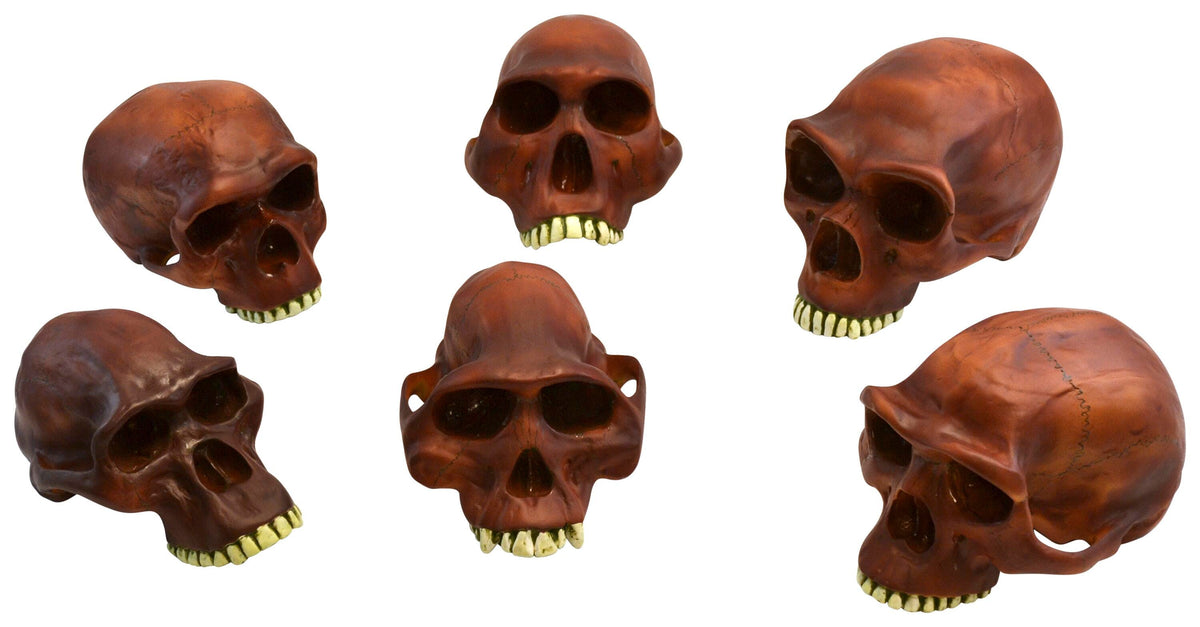 MODEL PREHISTORIC SKULLS