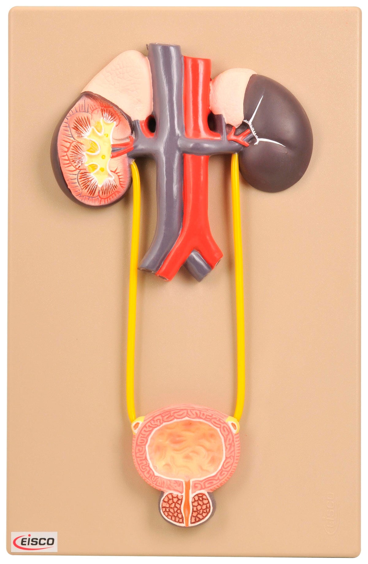 MODEL URINARY ORGANS
