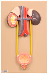MODEL URINARY ORGANS