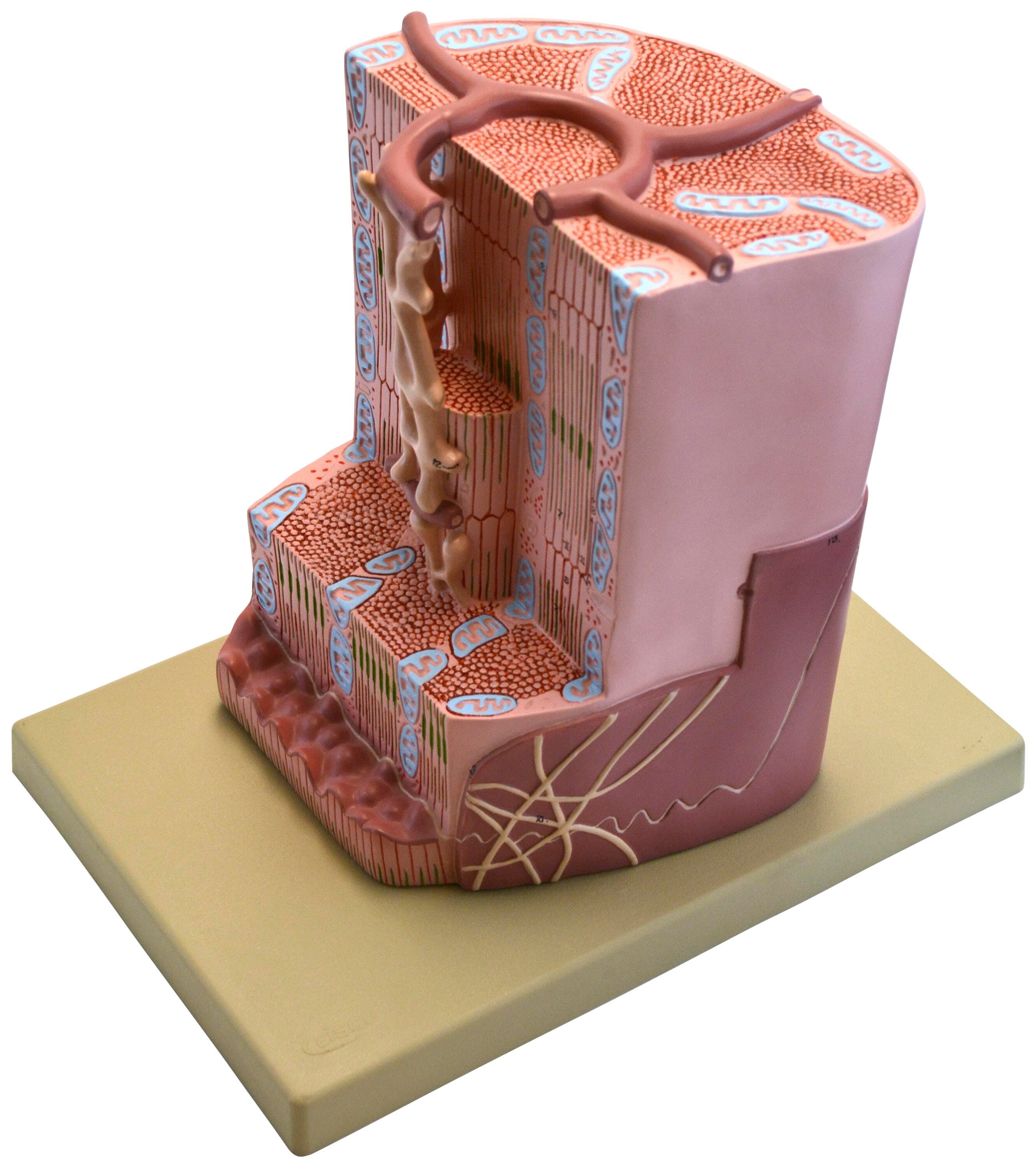 MODEL HUMAN CARDIAC MUSCLE