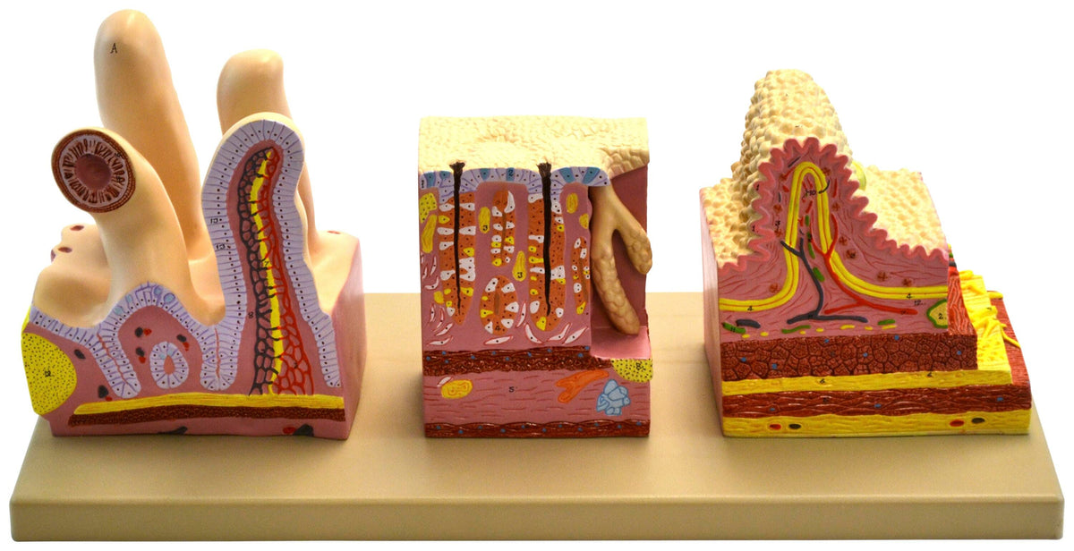 MODEL DIGESTIVE ORGANS