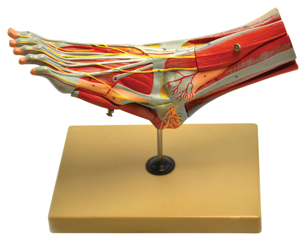 MODEL FOOT AND ANKLE