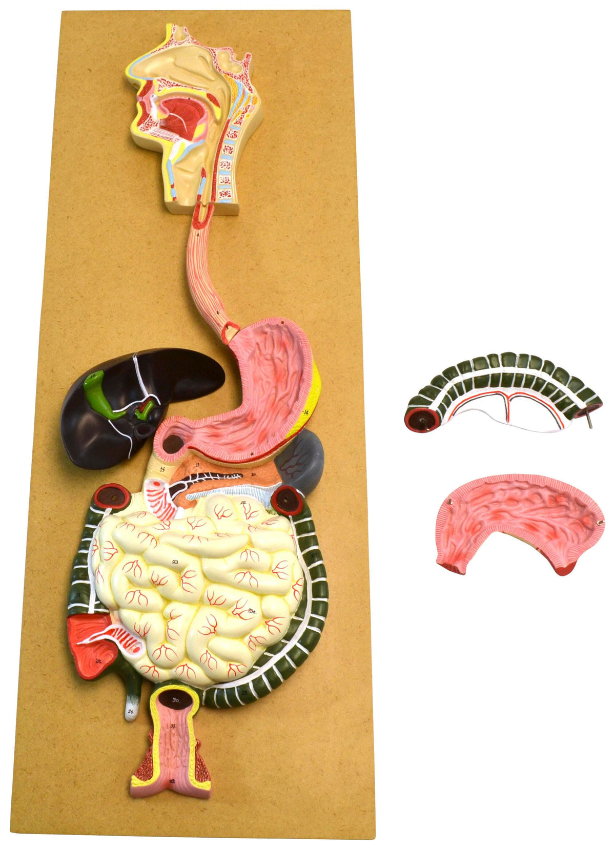 MODEL HUMAN DIGESTIVE SYSTEM