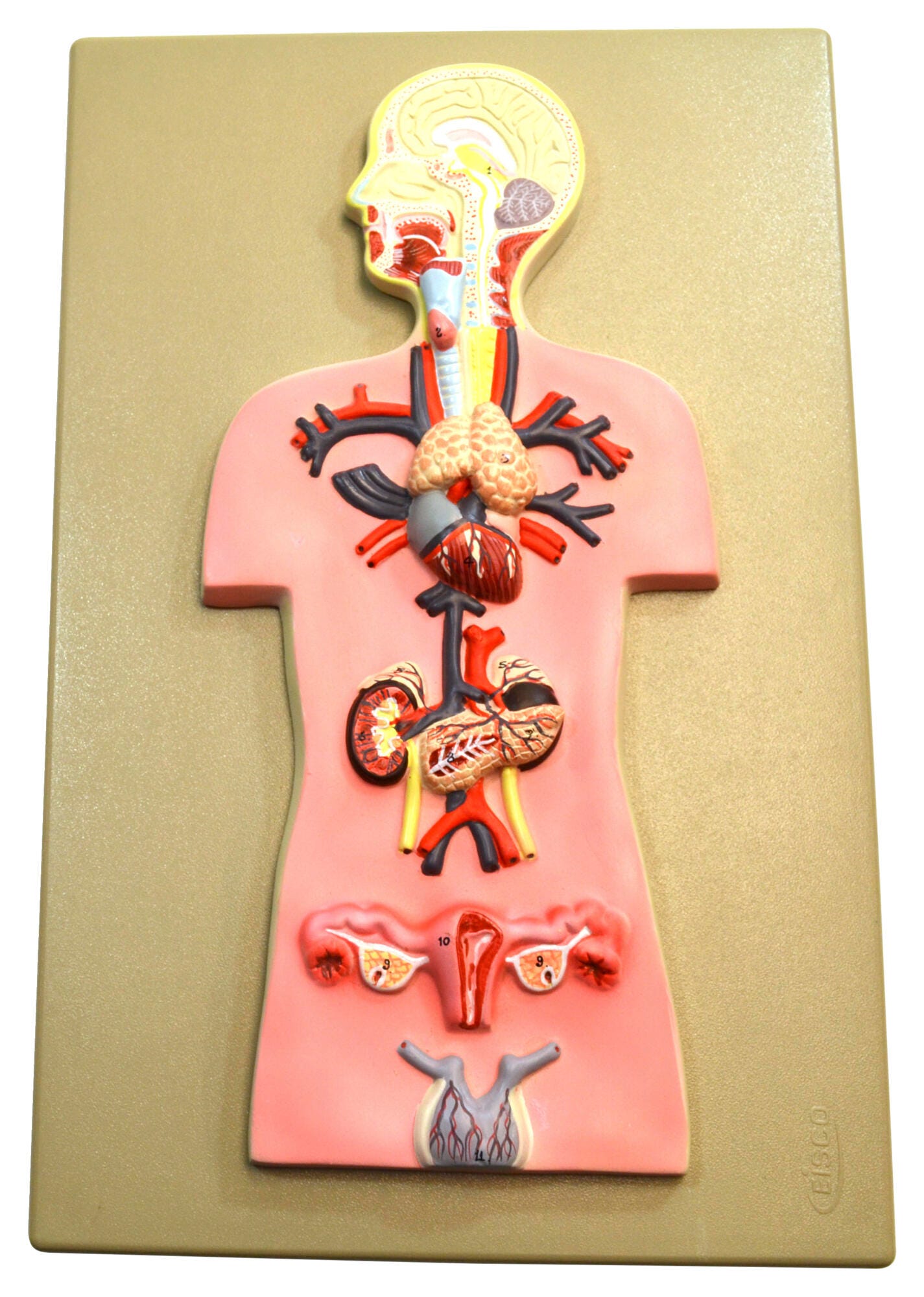 MODEL HUMAN ENDOCRINE SYSTEM