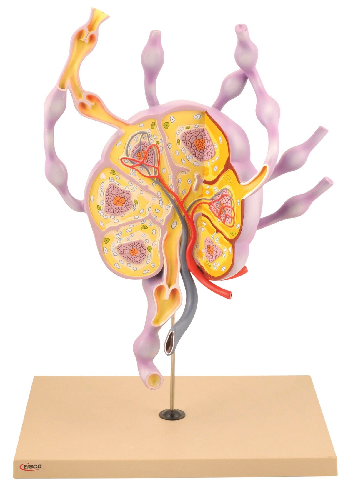 MODEL HUMAN LYMPH NODES