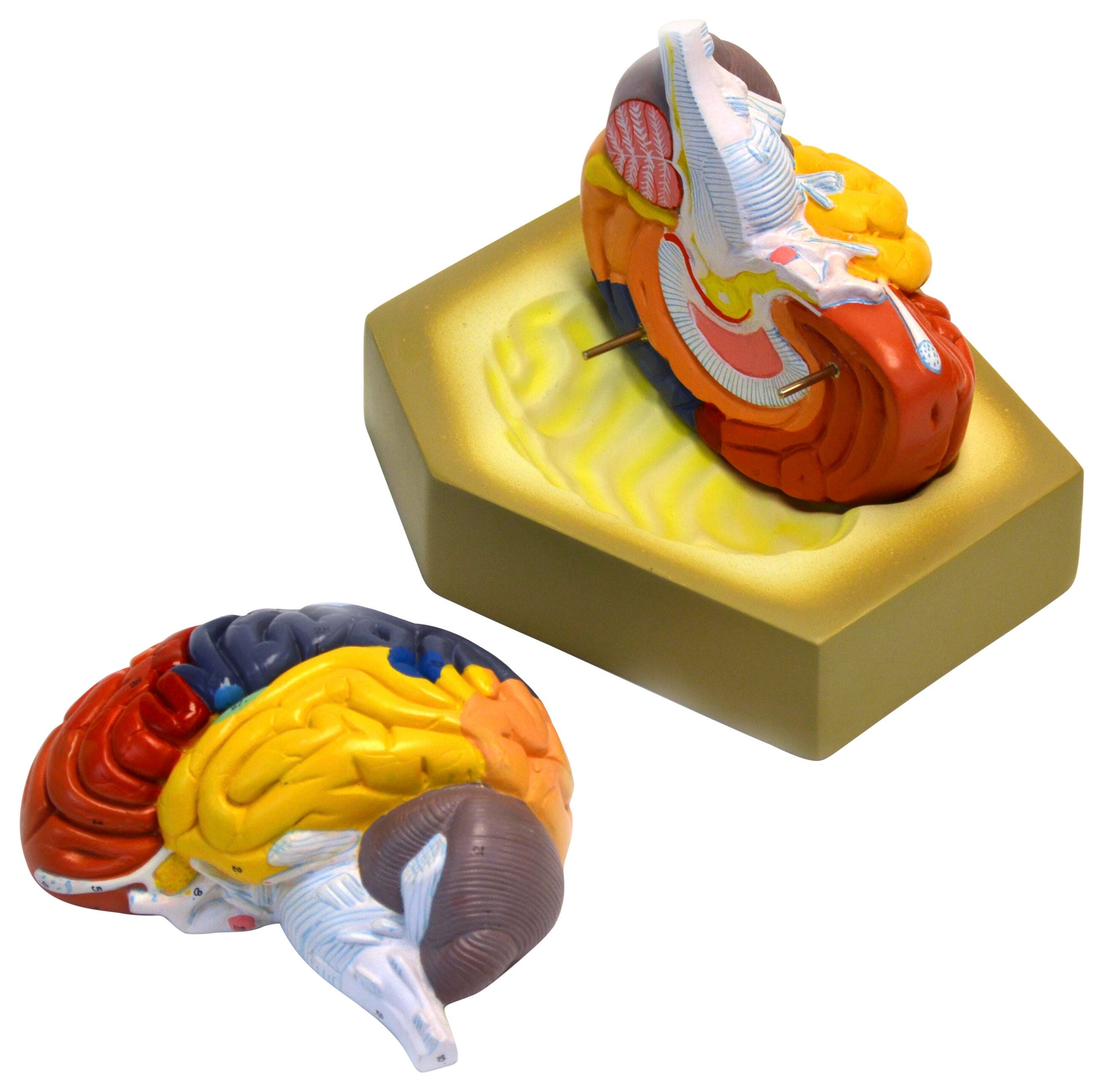 MODEL HUMAN BRAIN COLORED