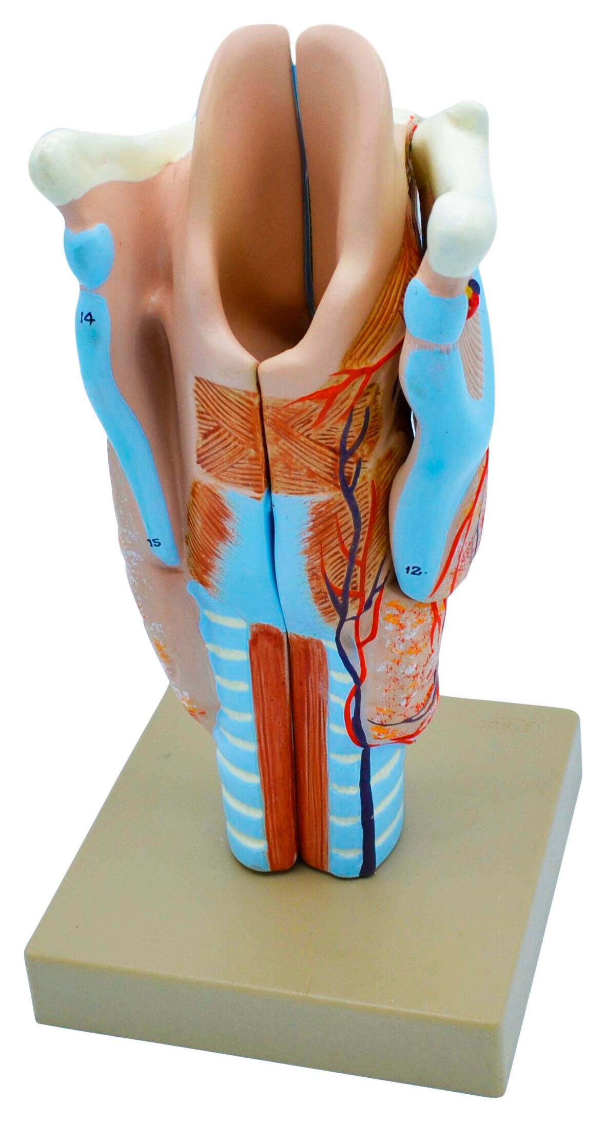 MODEL HUMAN LARYNX