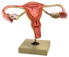 MODEL HUMAN REPRODUCTIVE OVARY
