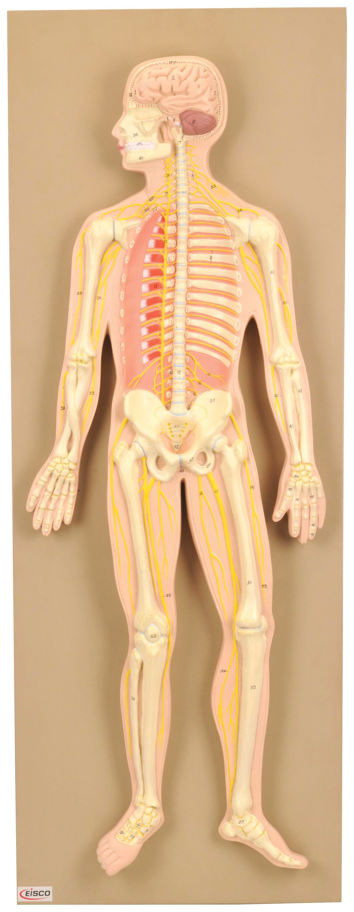 MODEL HUMAN NERVOUS SYSTEM