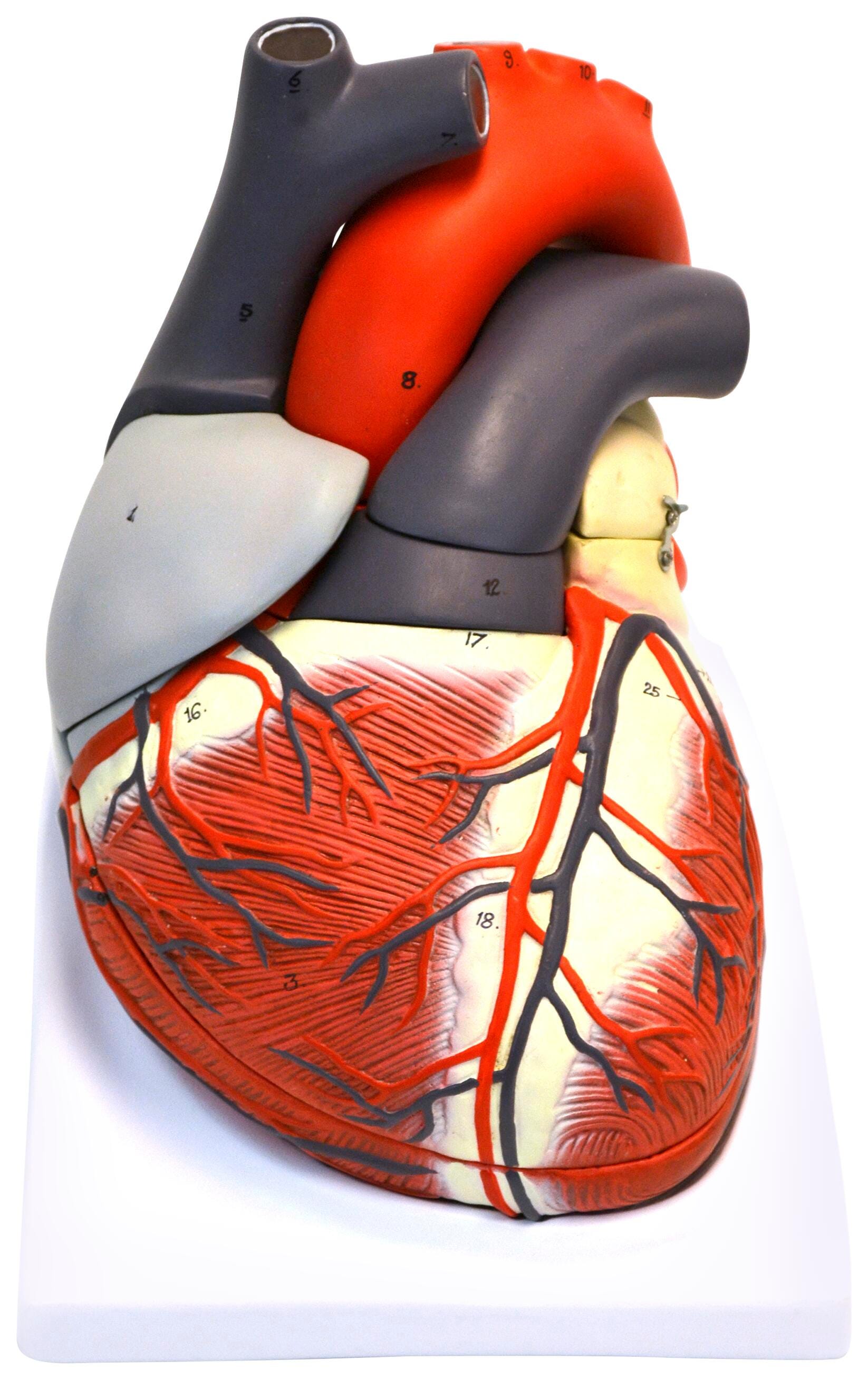 MODEL HUMAN HEART GIANT