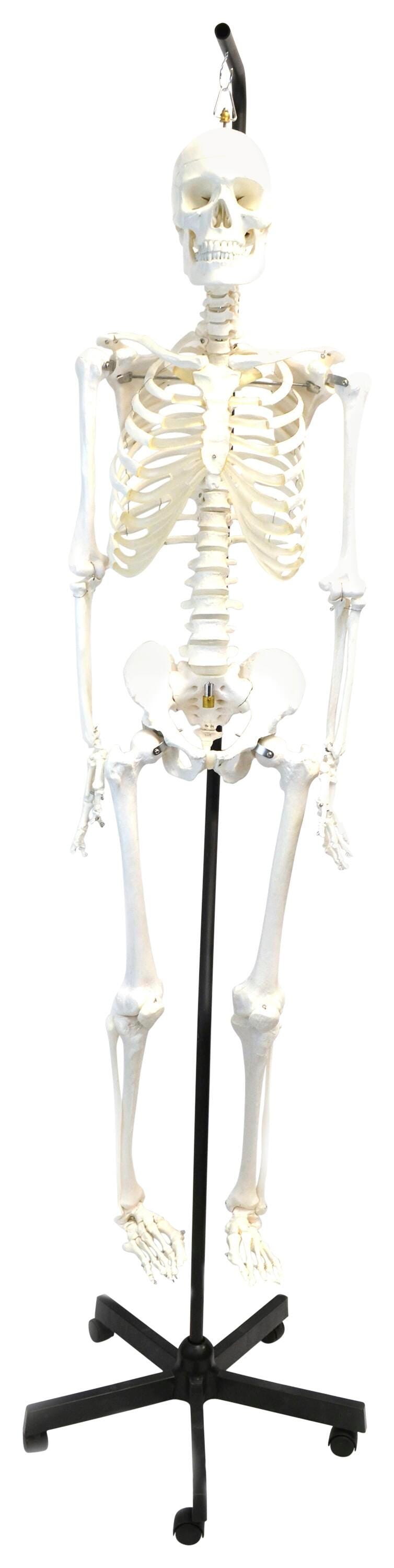 MODEL HUMAN ARTICULATED HANGING