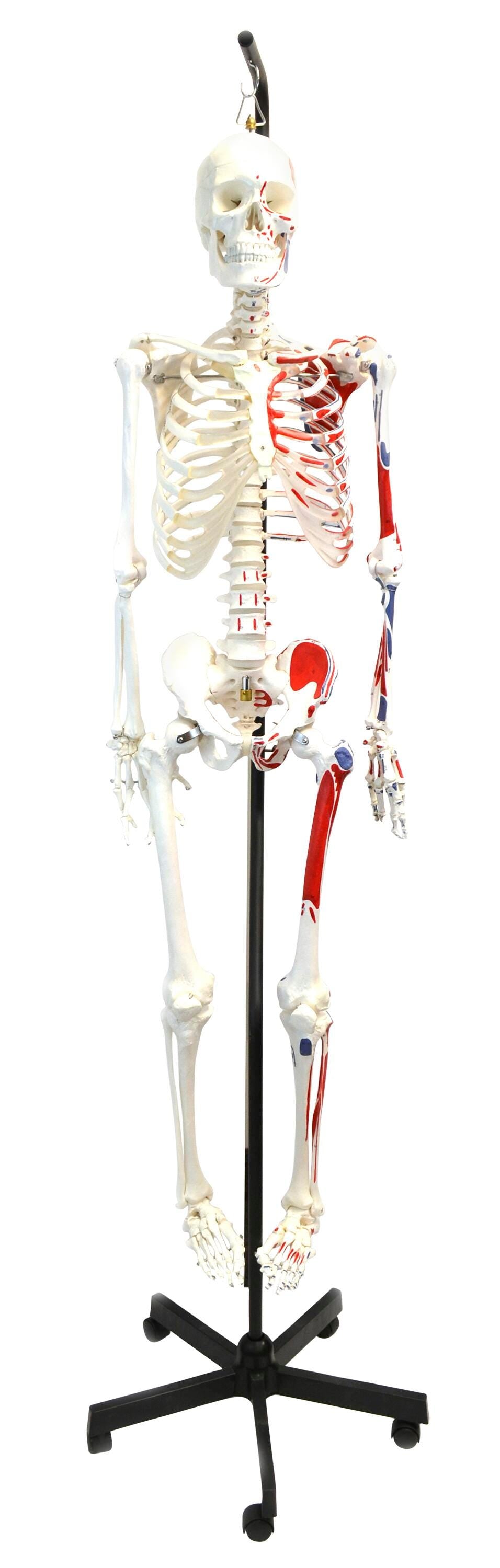 MODEL HUMAN ARTICULATED PAINTED HANGING