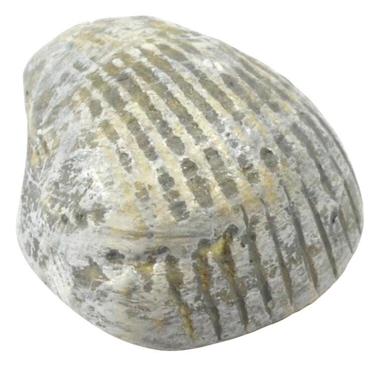 MODEL BIVALVE FOSSIL
