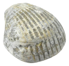 MODEL BIVALVE FOSSIL