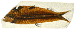 MODEL FISH FOSSIL