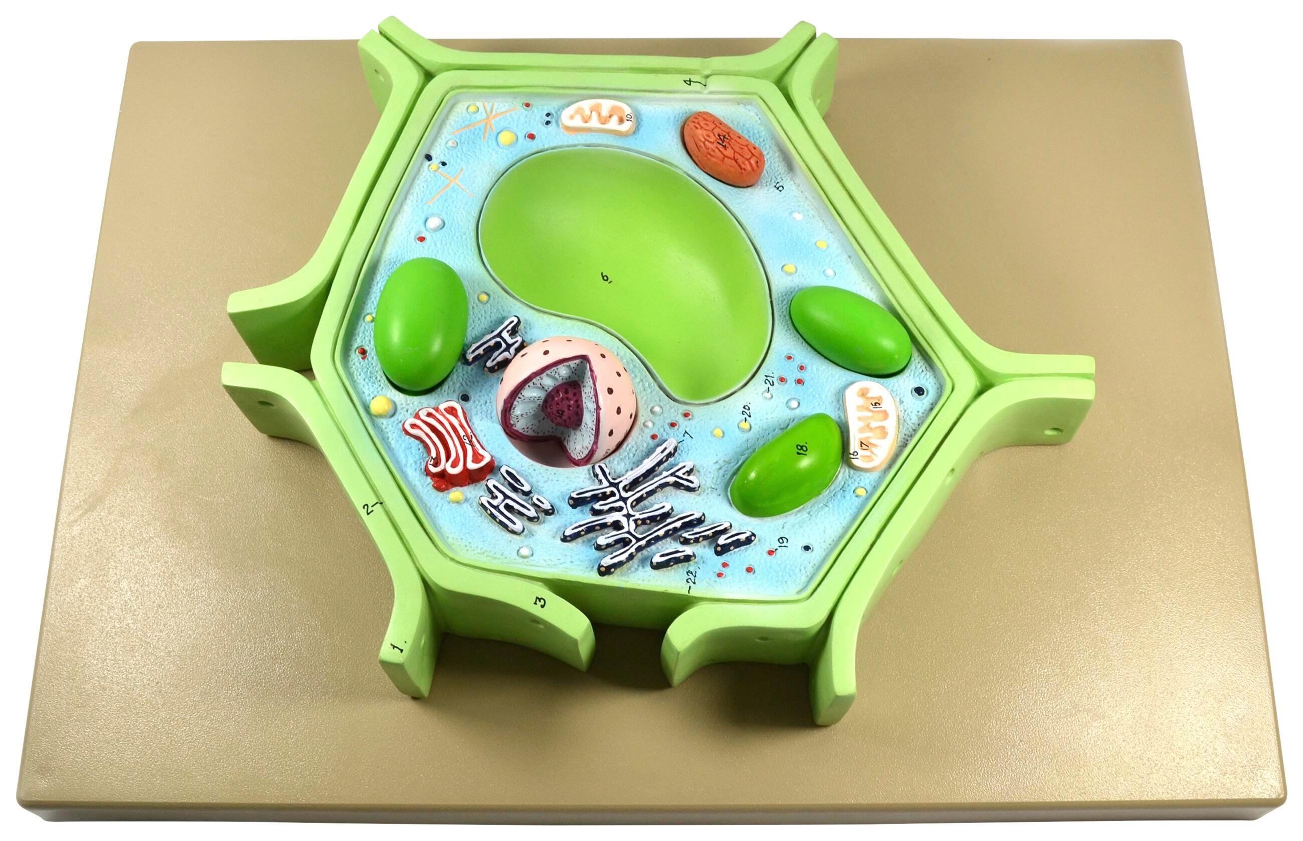 MODEL PLANT CELL 4-PART