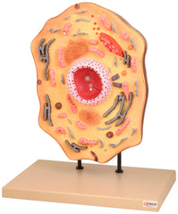 MODEL ANIMAL CELL