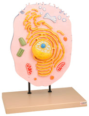 MODEL ANIMAL CELL HAND PAINTED