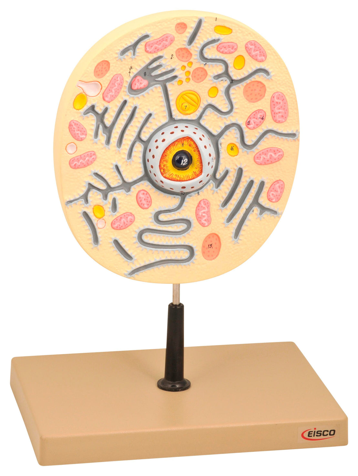 MODEL ANIMAL CELL ON STAND