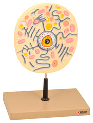 MODEL ANIMAL CELL ON STAND