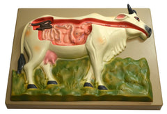 MODEL COW DIGESTIVE SYSTEM