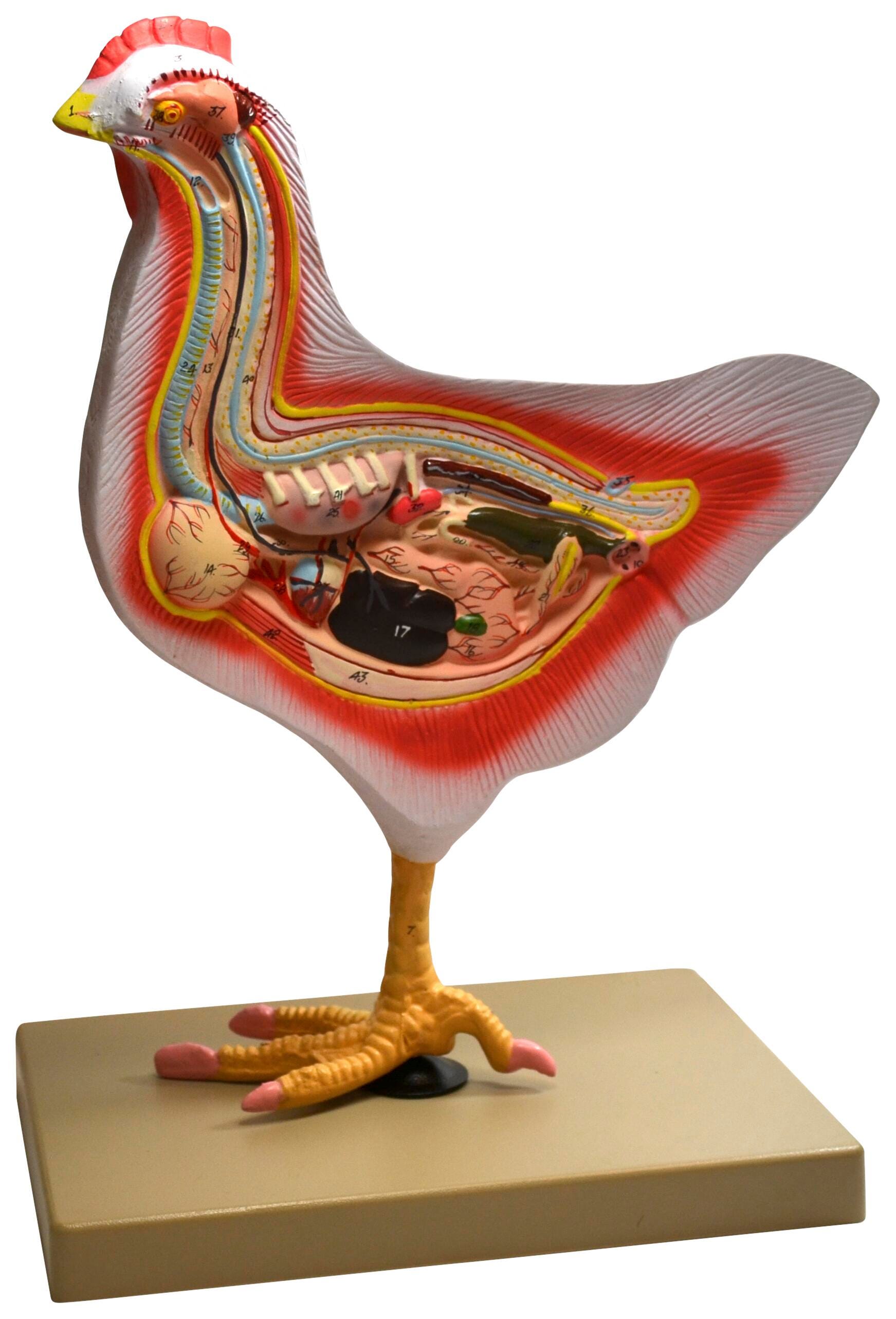 MODEL BIRD DISSECTION ROOSTER
