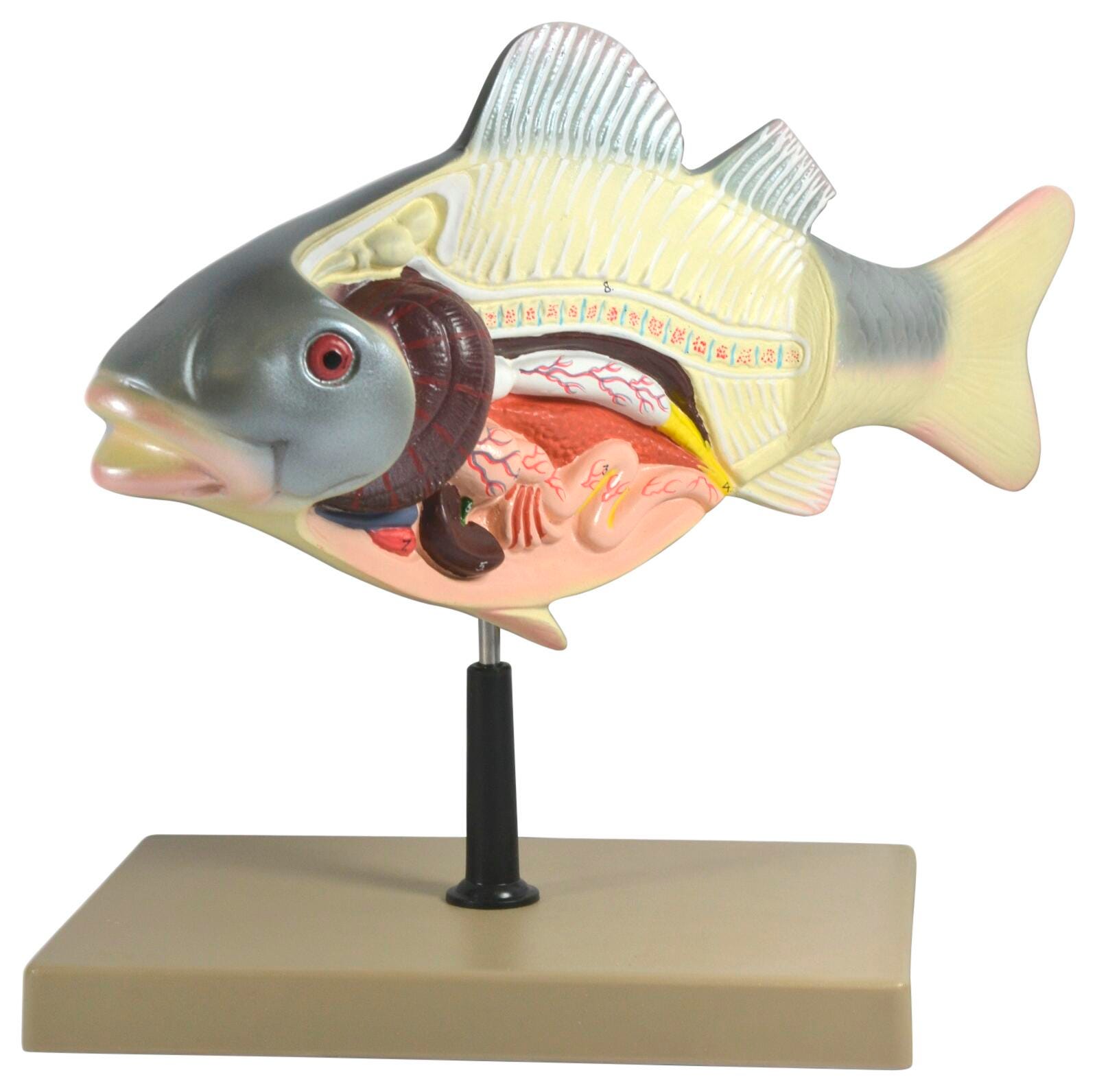 Dissection Fish Drawing MODEL FISH DISSECTION 3D | Eduplan International