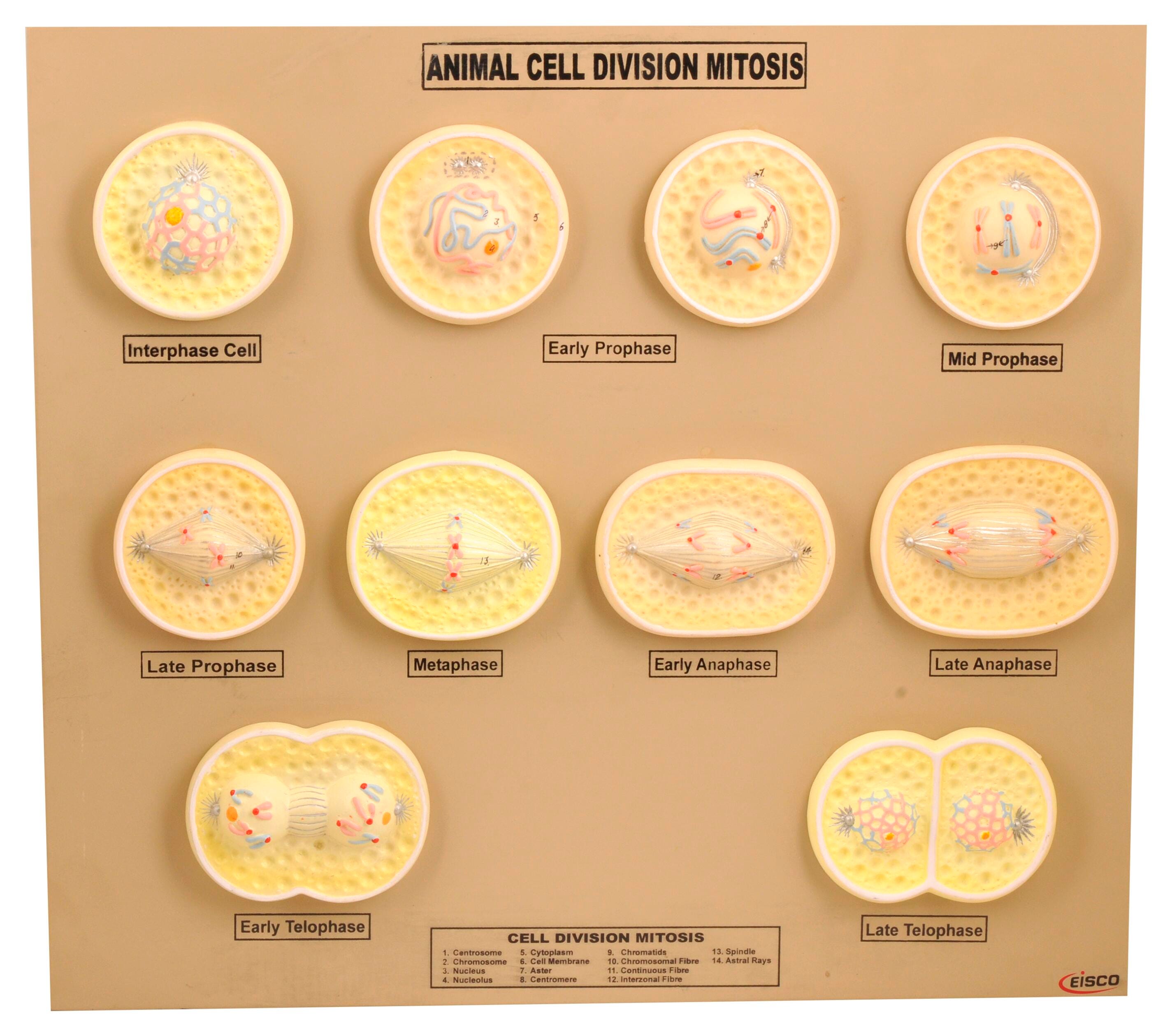 MODEL ANIMAL CELL MITOSIS
