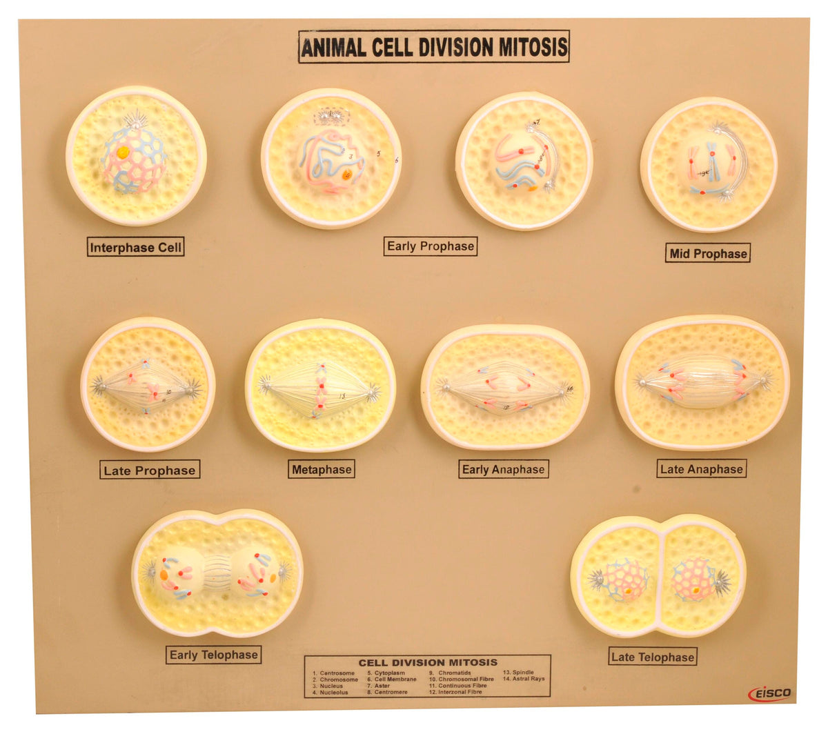 MODEL ANIMAL CELL MITOSIS