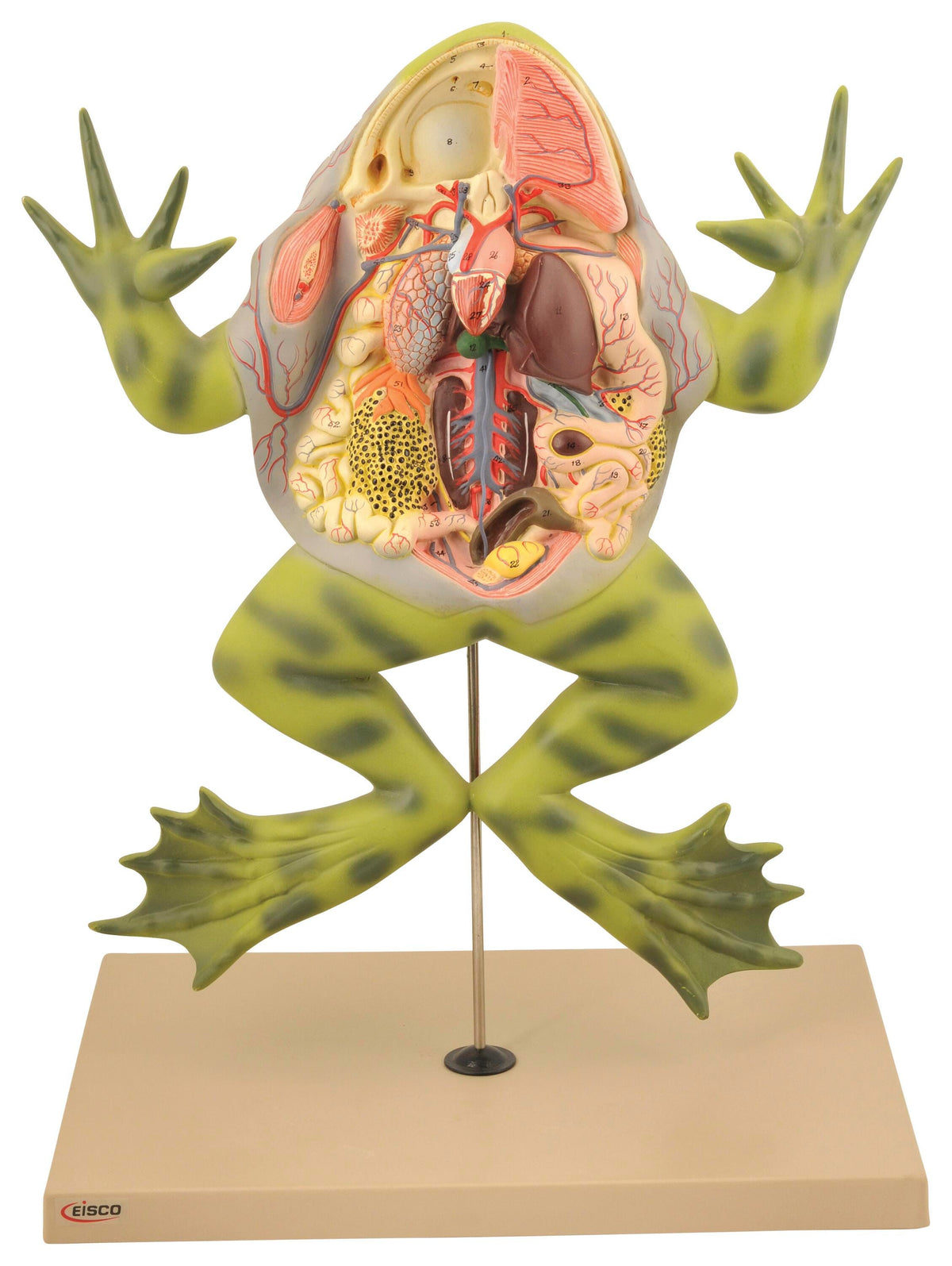 MODEL BULLFROG WITH OPEN BACK